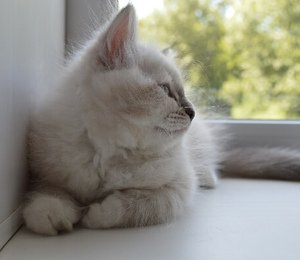 Amur Taiga heart
