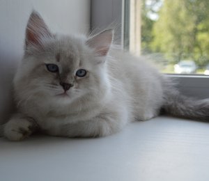 Amur Taiga heart