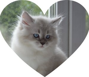 Angara Taiga heart