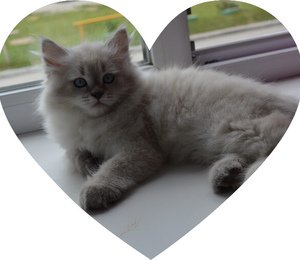 Angara Taiga heart
