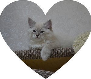 Baikal Taiga heart