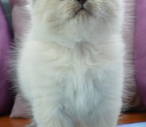 Bulat Taiga heart