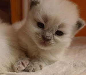 окрас котенка а 21 33