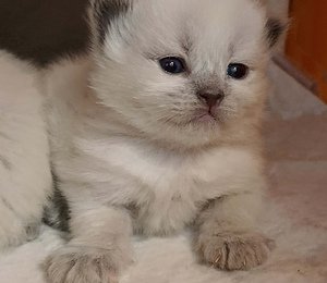 чем кормить котят