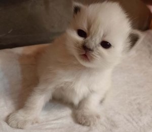 лоток для котят