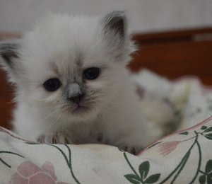 невский маскарадный котенок