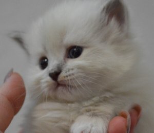 как выбрать котенка