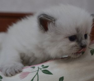 можно ли котам молоко
