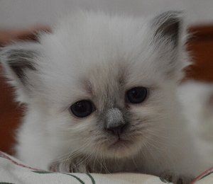 самые милые котята