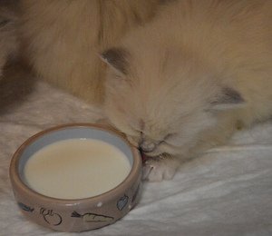 кошки и молоко