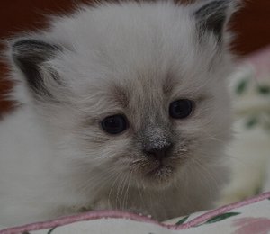 можно ли котятам сливки