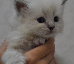 самые милые котята