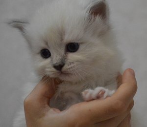 лучший котенок для детей