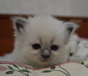 котята для семьи