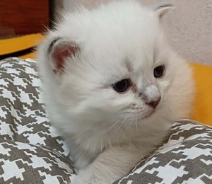Невский маскарадный котенок