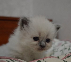 купить самого лучшего котенка