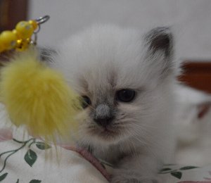 Помет В