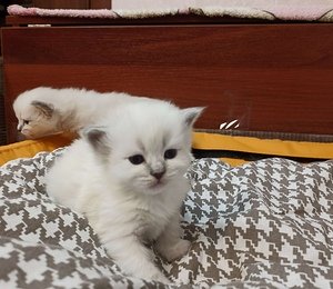 Котята- неваки в 3 недели