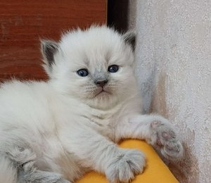 Белый котенок