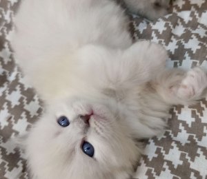 Голубоглазый котенок