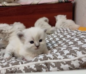 Пушистые котята