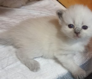 Милый котик