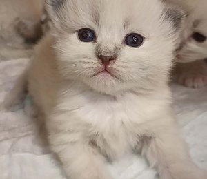 Самые лучшие котята для детей