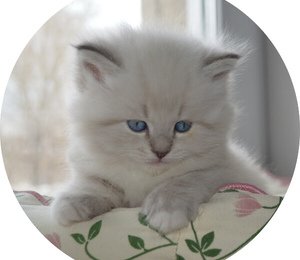 голубоглазый котенок
