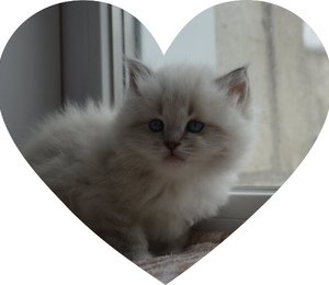 котенок с белыми лапками