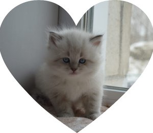 Сharovnicza Taiga Heart