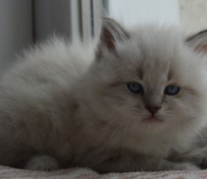Лучшие котята для детей