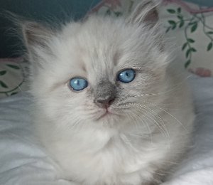 Голубоглазый котенок