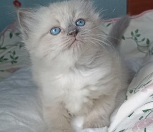 Самые игривые котята