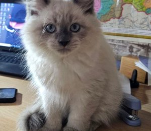 самые красивые котята