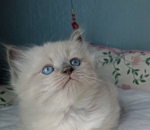 котята для семьи