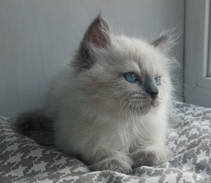 ласковые котята
