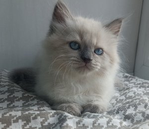 лучшее лекарство от стресса