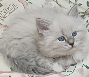 выбрать котенка для семьи и детей