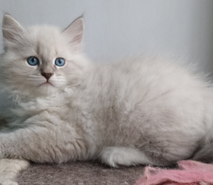 сибирские котята