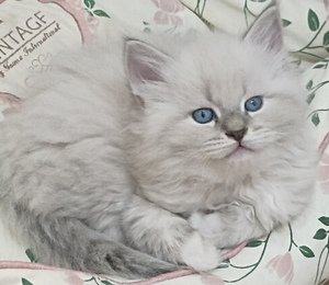 котята для выствок