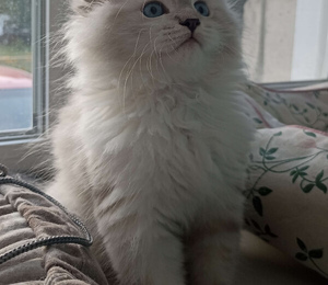 сибирские котята