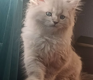 выбрать котенка для семьи и детей