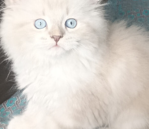 лучшие отзывы по котятам