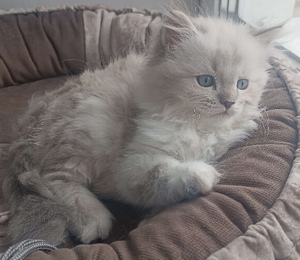 котята для выствок