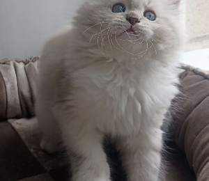 невскикй маскарадный котенок