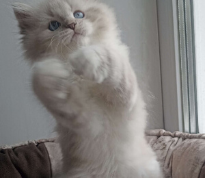 игривые котята для детей