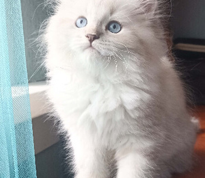 котята с голубыми глазами