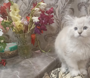 котята с белыми лапками