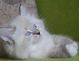 Timur View Angel