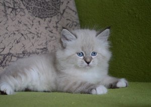 Timur View Angel